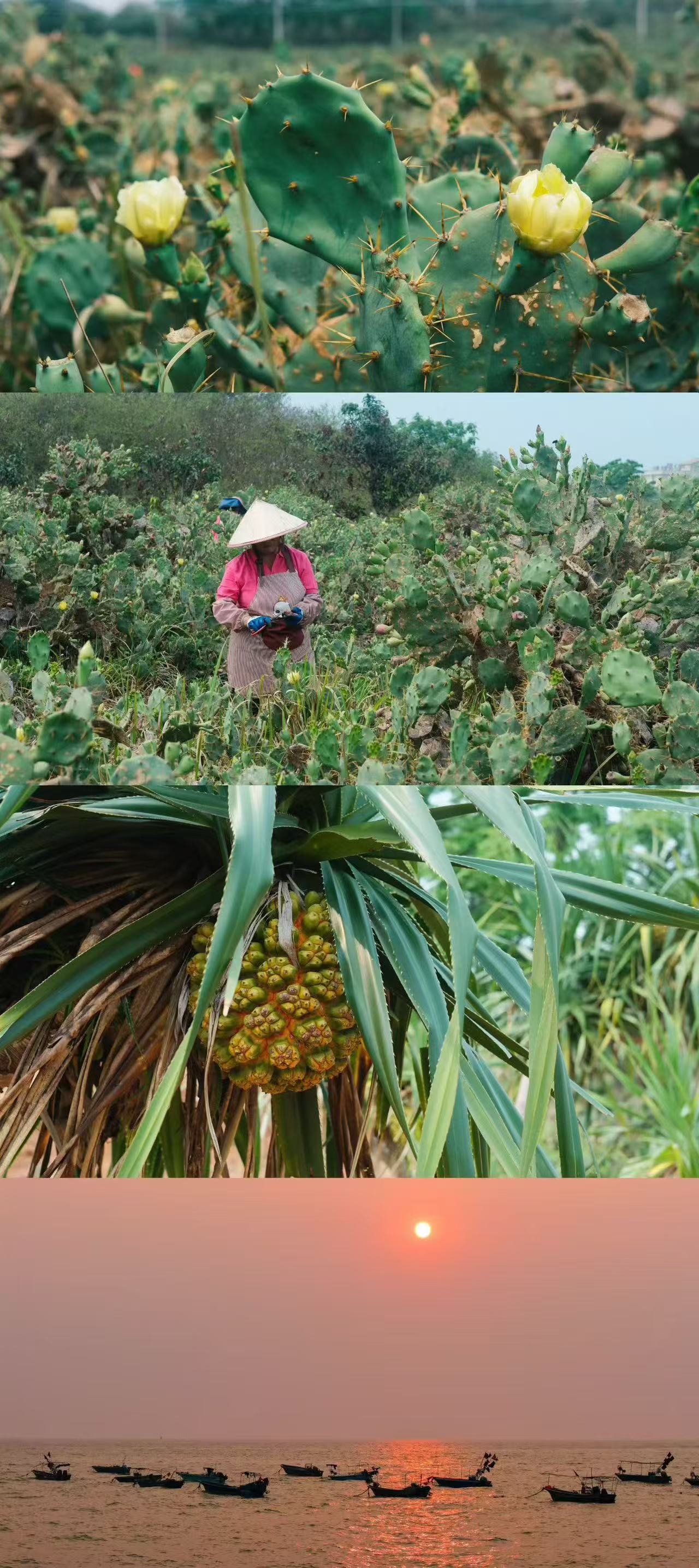 🌊广西涠洲镇｜懒人省心环岛攻略！