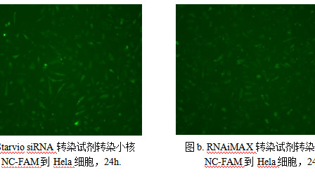 siRNA转染实验的一点心得