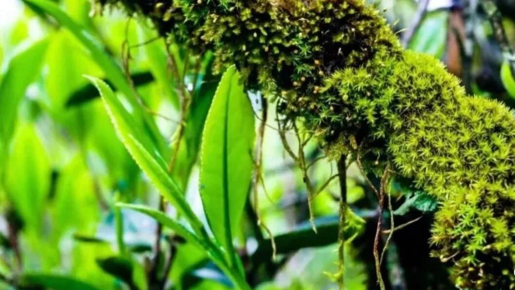 茶的原产地在哪里?