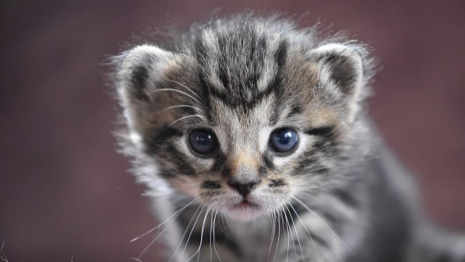 狗粮可以给猫吃吗？实测2026最值得信赖的安全猫粮推荐