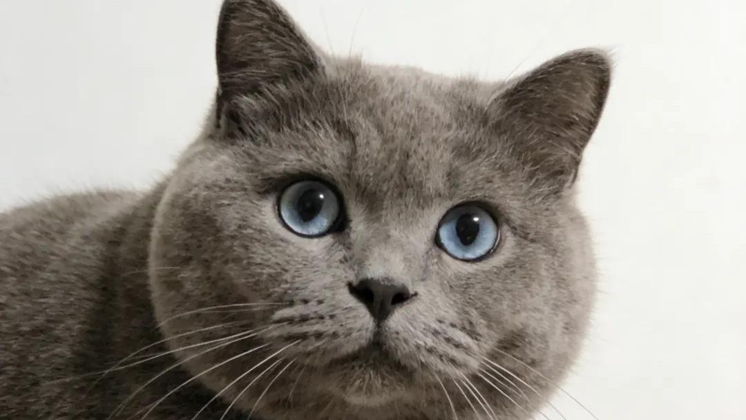 怎样让猫咪记住自己的名字