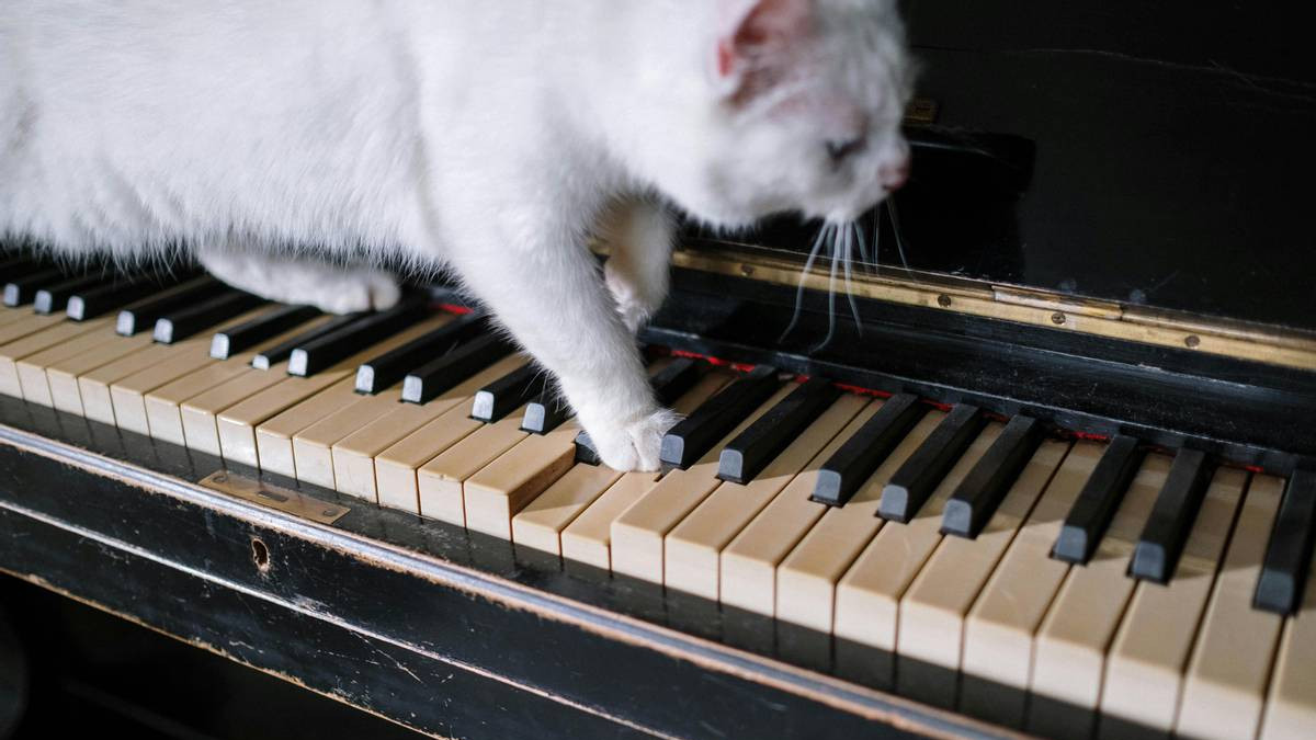 新手答疑：小猫不吃猫粮怎么办？实测这三款猫粮中的爱马仕