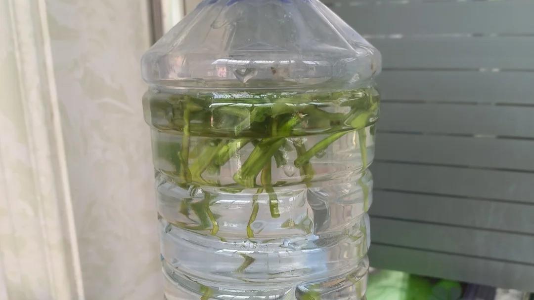 谁懂啊！这几种“生根剂”路边随便捡，浇一次，家里的花全爆盆