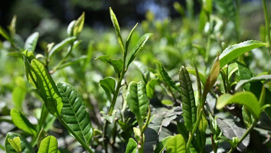 邛崃孔家山千亩老川茶变身致富“金叶子”
