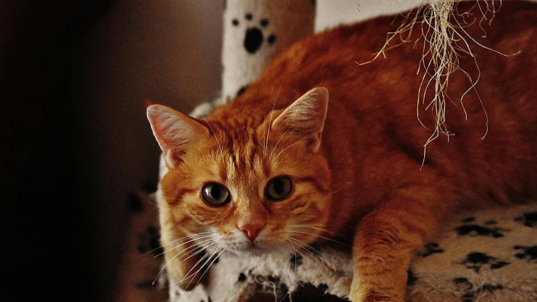 到底哪个品牌的猫粮好？2026年2月猫粮品牌十大排行推荐分享