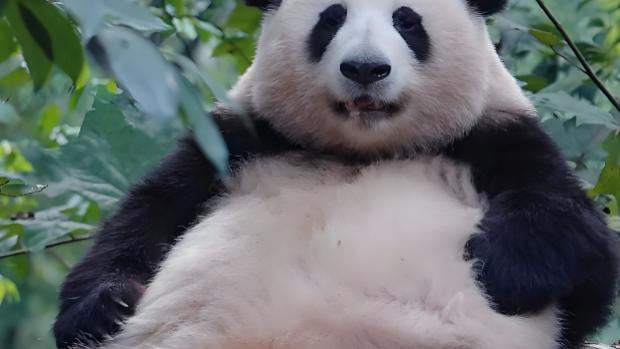 大熊猫顿顿吃竹子，凭啥胖到 200 多斤？其实是刻在骨子里的生存本能！