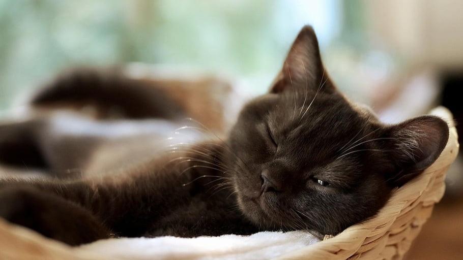 什么是全价猫粮、全期猫粮？世界十大顶级猫粮品牌宝藏单品推荐