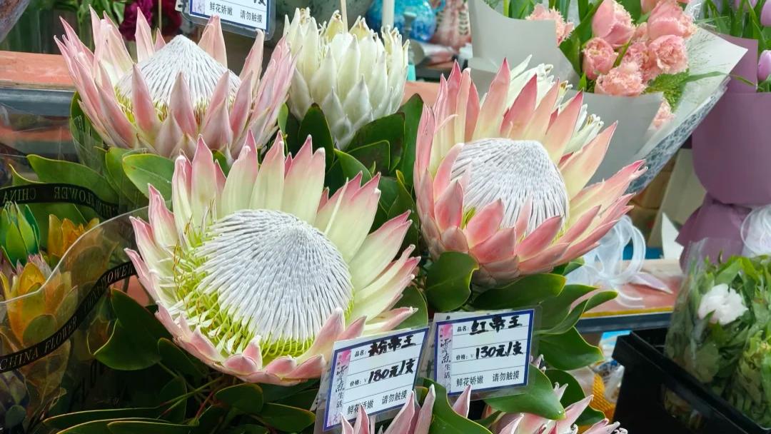 这5种花摆在客厅像挂了幅名画，虽贵但值，今年养花的都抢着入
