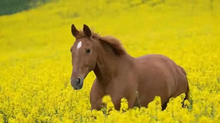 午马年生人迎来时运转折点？未来20年好运藏在细节里