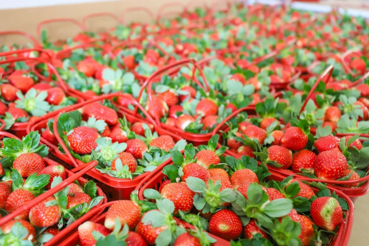 当前已经开春了，但还是乍暖还寒。现在这个时候，最热销、最好吃的水果当然是草莓🍓了。草莓的图片欣赏。