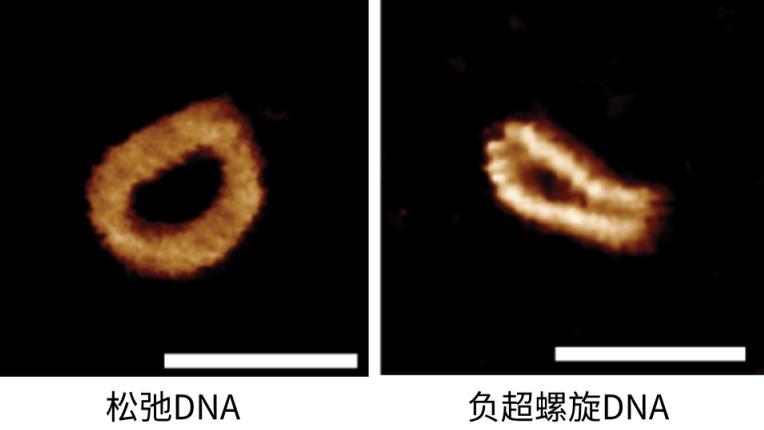 别再盯着序列了！DNA的‘拧巴’状态才是基因编辑脱靶的元凶