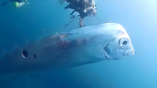 皇带鱼：这种“鱼”比小汽车还长，却是海洋里最大的“废物”？