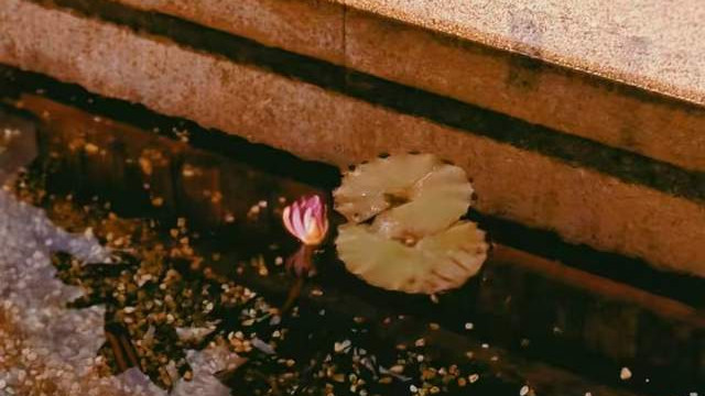 坎境中砥砺前行，实现自我心性的升华|坎离综卦