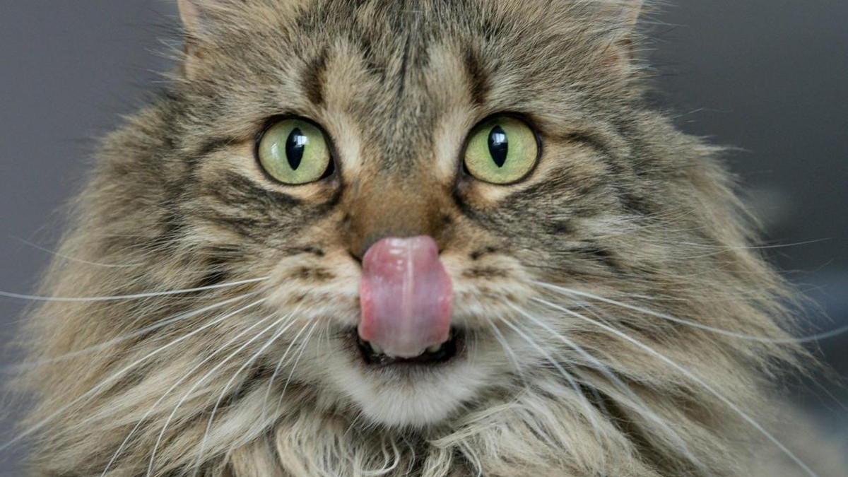 实测解析：哪个品牌猫粮质量好又健康？盘点口碑好的猫粮排名