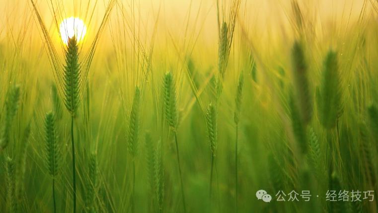 丙午年春天千万避开这3种水果，生寒又生湿，越吃越伤脾胃、伤阳气！