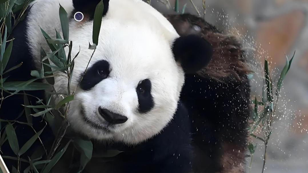 原来熊猫也有 “人设”！顶流花花、萌兰、福宝，谁才是真正流量王
