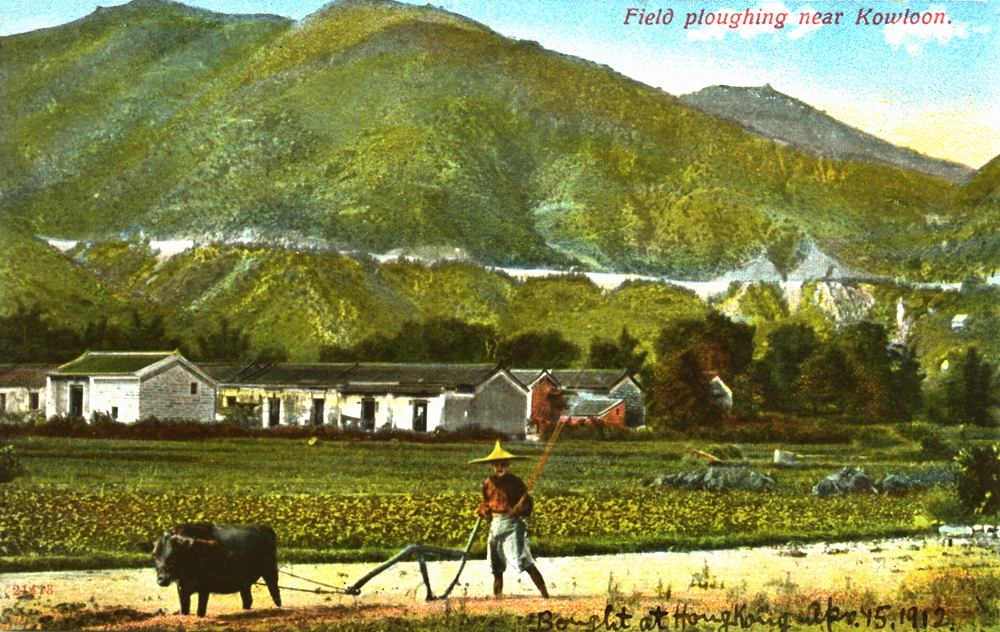 约1910年，香港九龙长沙湾附近的农田。