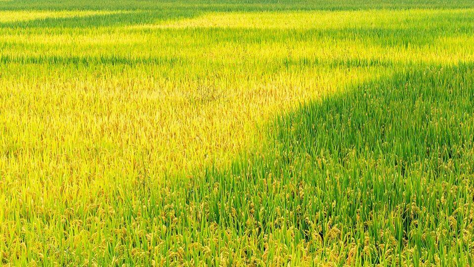 个人课题和集体课题有什么区别？哪一种更适合你的职称评审？