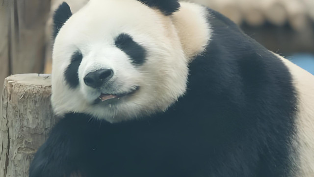 熊猫界的“刘亦菲”！56个兄弟、9个姐妹，家谱能绕“地球三圈”