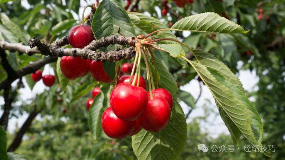 正大量上市！车厘子虽好，这几类人要“悠着点吃”