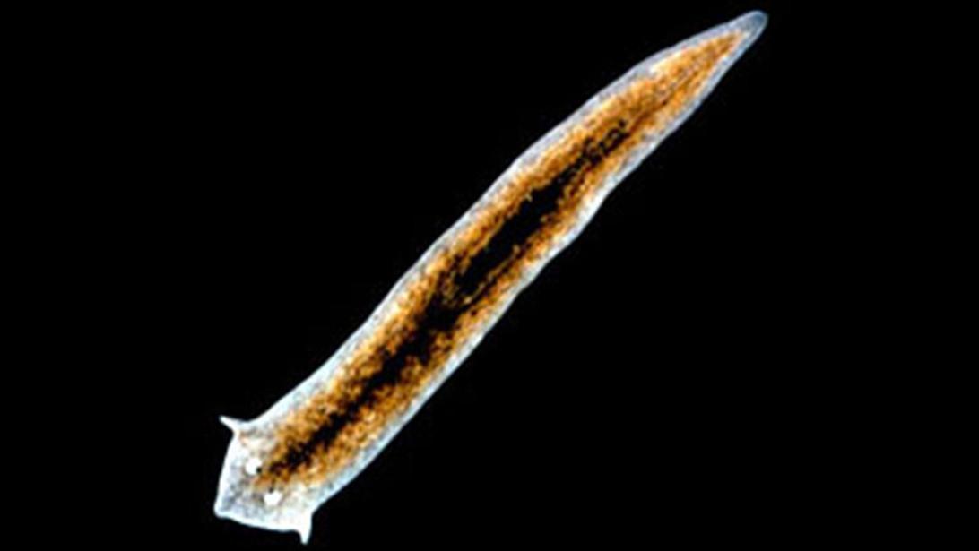 头切掉还能长出来，切成279段就变成279个，再生能力为何这么强？