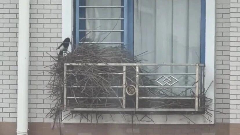 鸟：你看我的家大不大？