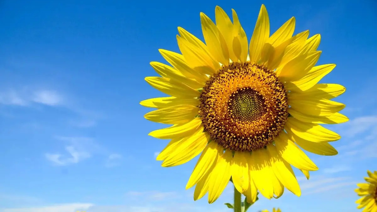 真正的善：别人不善，我亦善