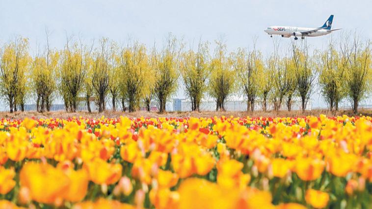 一朵郁金香，开出青岛“花样经济”链