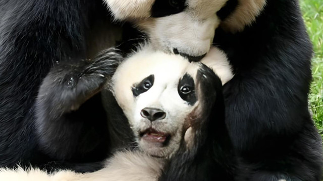 熊猫明明是熊，为啥长得像猫？冷知识颠覆认知