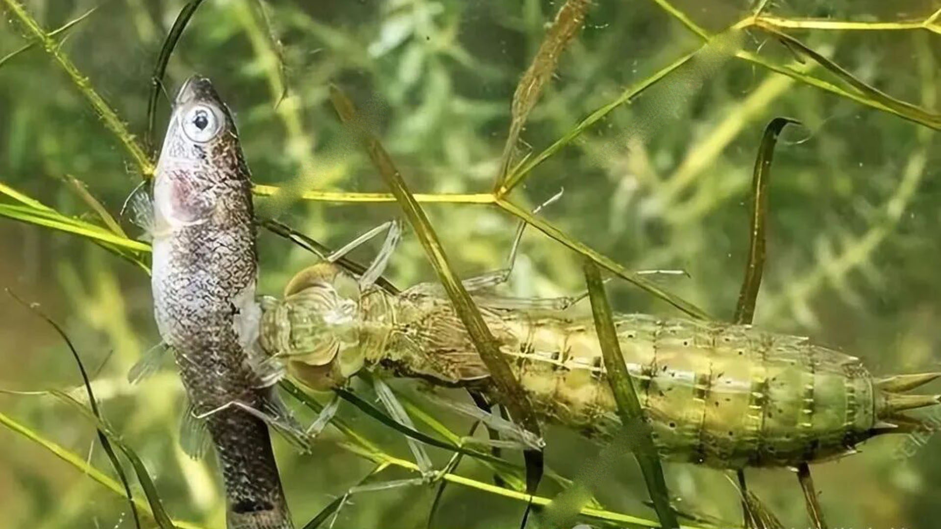 8年才能长大，一年吃掉3000只蚊子！这种益虫竟被我们端上餐桌？每年吃3000只蚊子的水虿，却被吃上