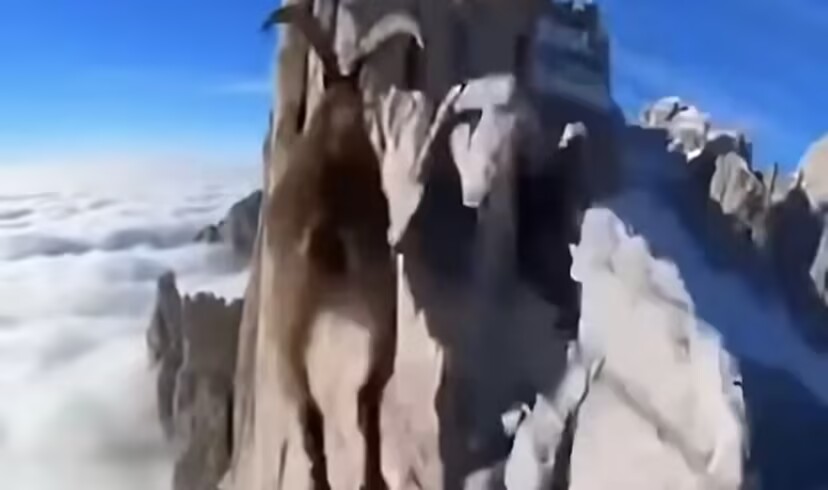 一只羚羊在山顶上奔跑，不得不让人怀疑这画面是假的，那么高的地方，看着腿都软了，它却能奔跑！