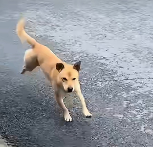 狗腿子都要轮出火花飞起来，狗嘴都要急的说人话了你咋还在那里看戏吃瓜？ ​