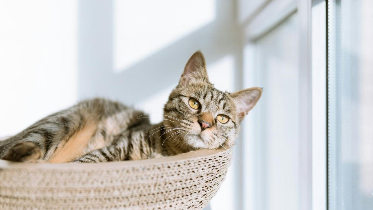 猫粮什么品牌的好价格实惠？2026年口碑好的猫粮排名最新汇总