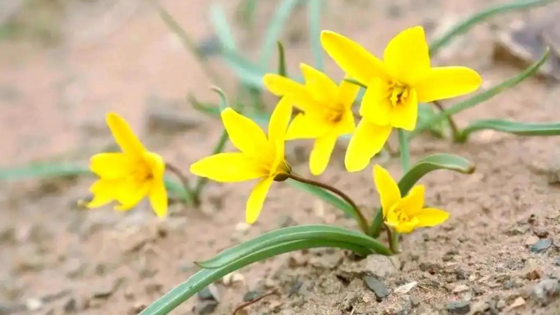 2023年在内蒙古再次绽放，消失40余年的野生郁金香，为何又出现了？