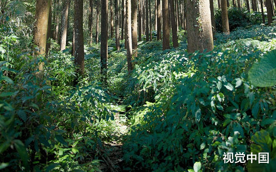 爷爷把两千亩山林借给国家，六十三年分文未收，孙子拿着借据去要说法，结果让所有人沉默了
