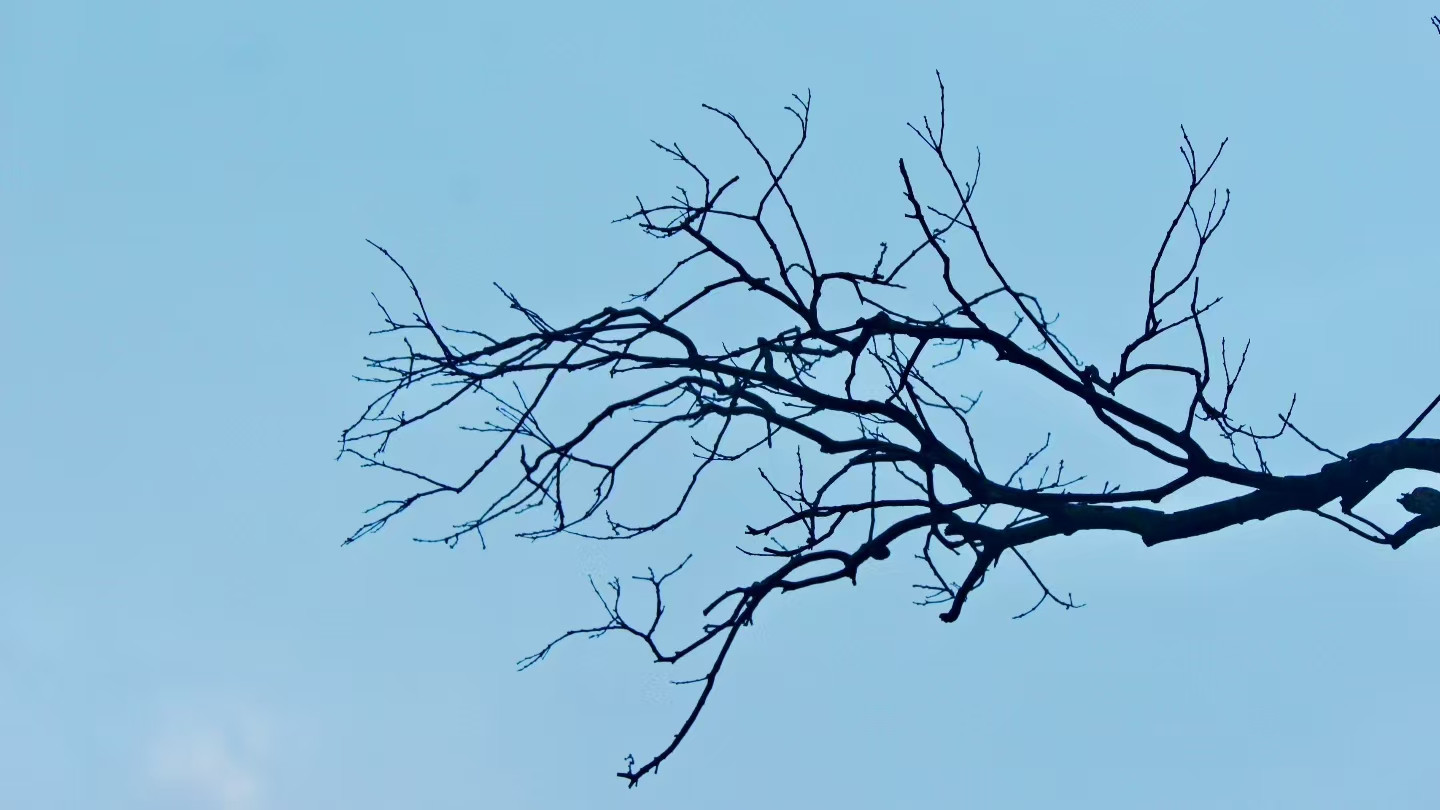 他们为什么跟随朱棣征战？