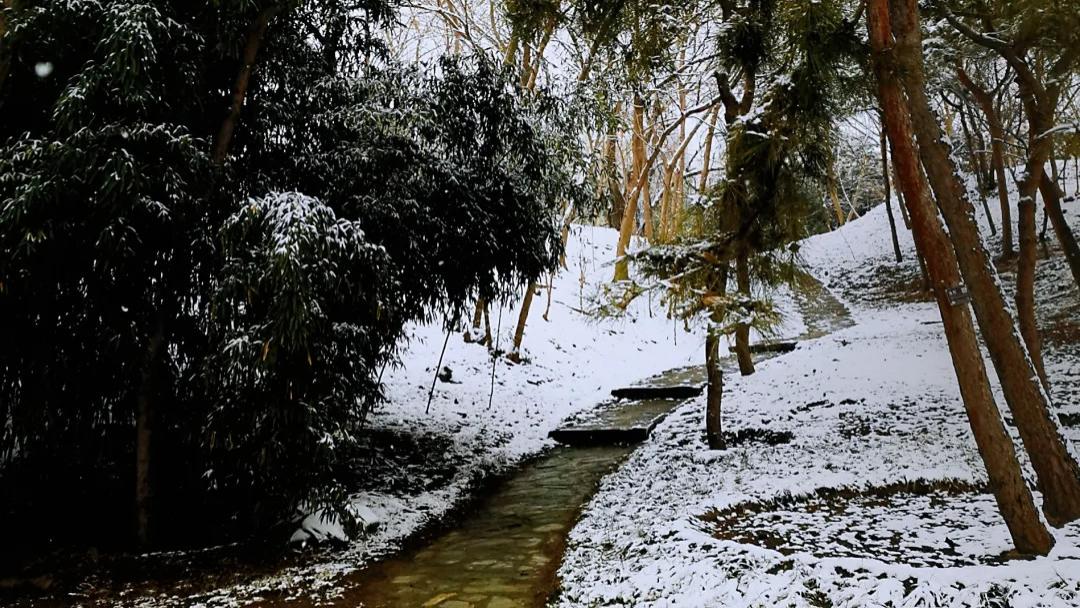 春雪·病愈感怀并致谢医护