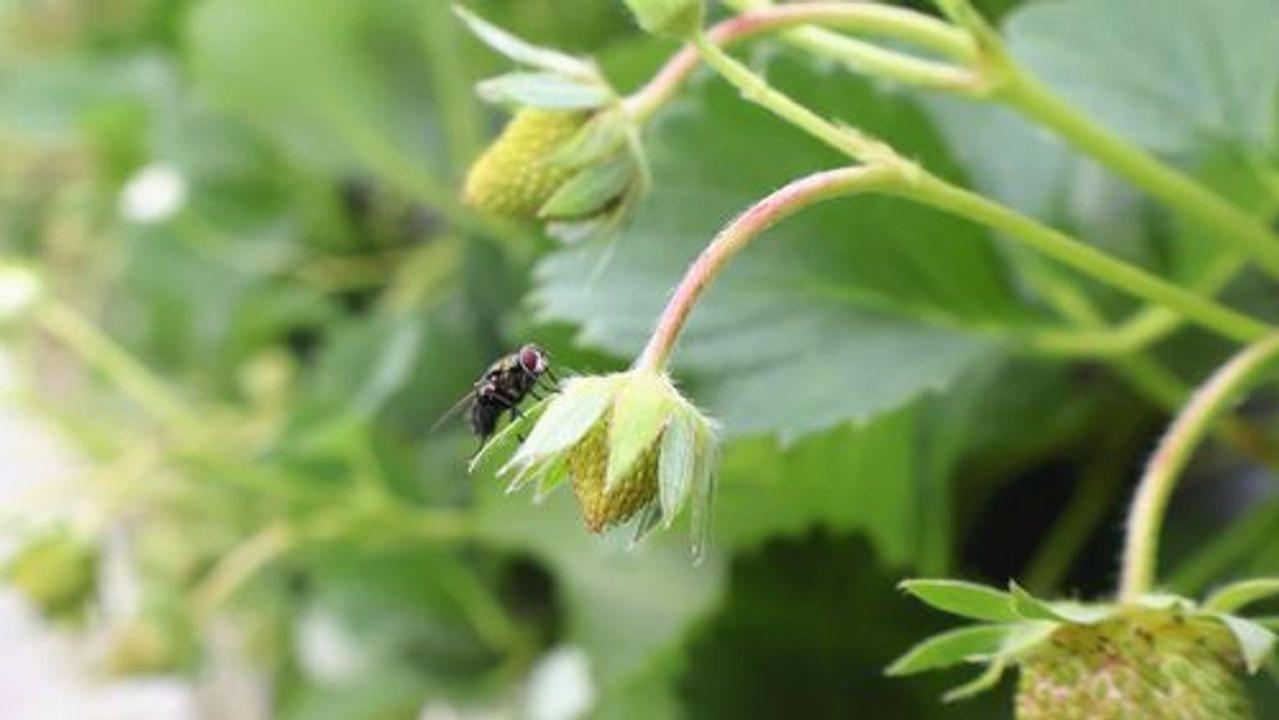 苍蝇替代蜜蜂上岗，省心又高产！日本草莓授粉新趋势