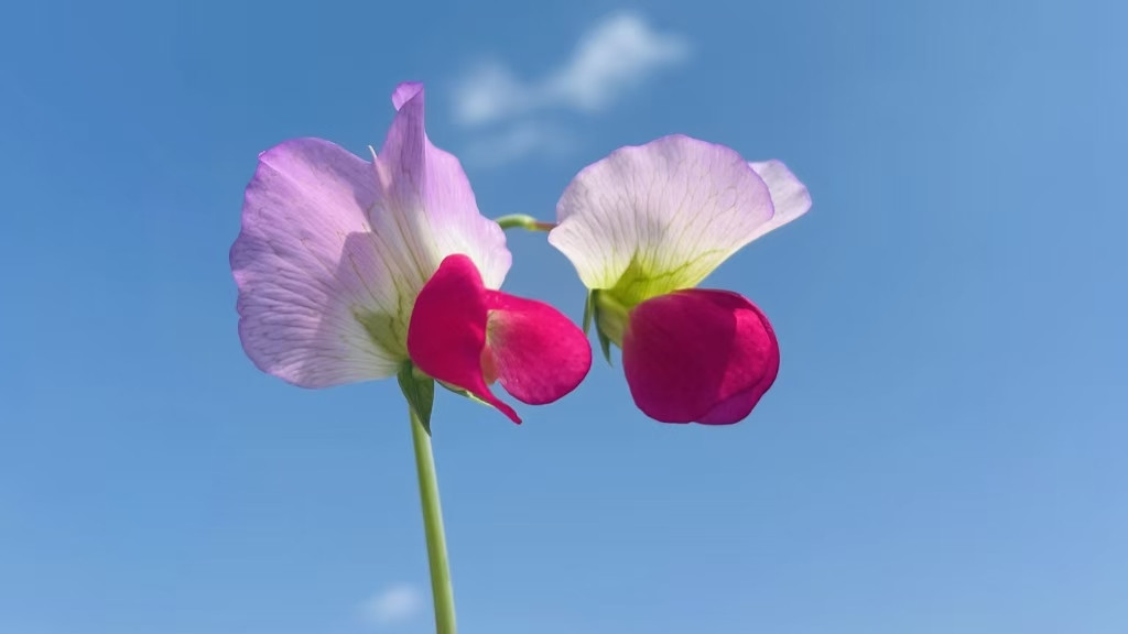 不同品牌Fluo-4 AM钙离子荧光探针检测试剂盒性能比较