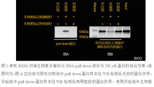 DNA Pull down实验的成功关键：双端多重生物素标记探针
