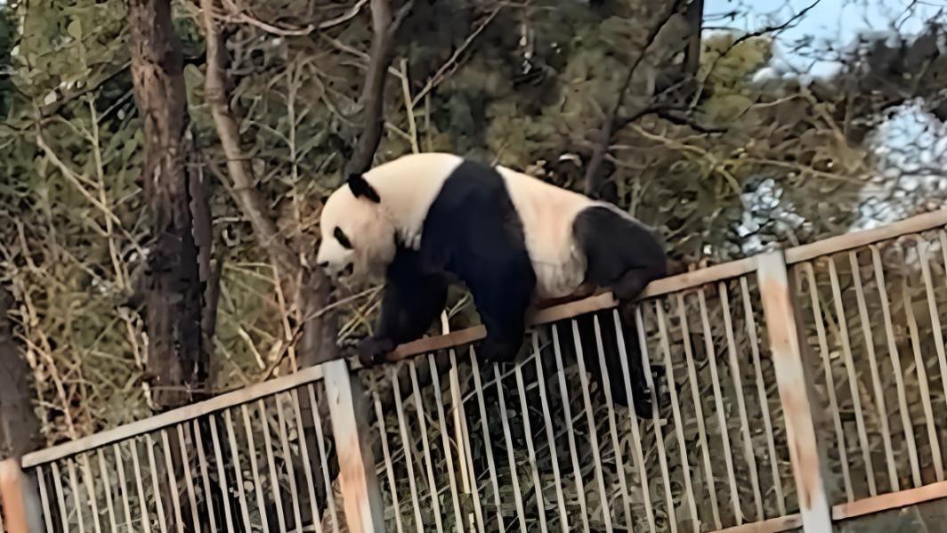 熊猫界的 “越狱” 合集：除了萌兰，还有哪些熊猫是 “越狱惯犯”？