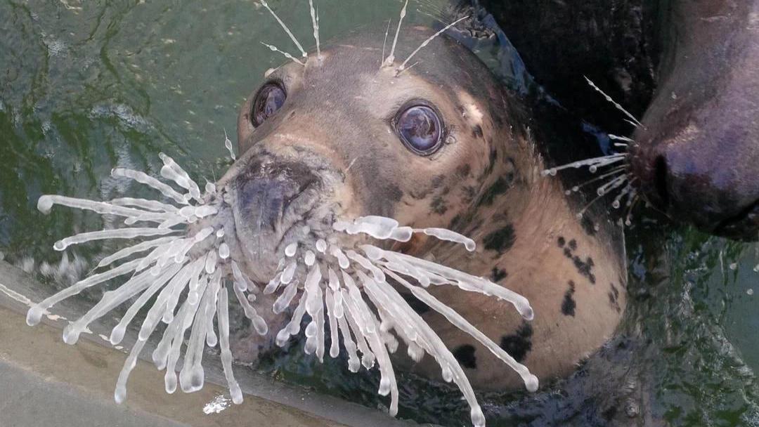 如果把海豹的胡须盖住会怎么样？有科学家真这么做了，结果海豹完全失去捕猎能力