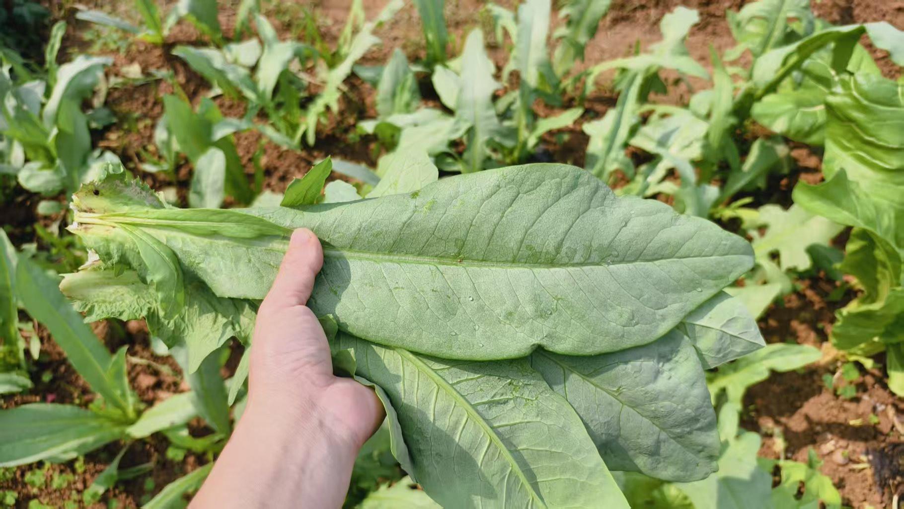 深圳打工80后宝妈不点外卖看中午吃点啥