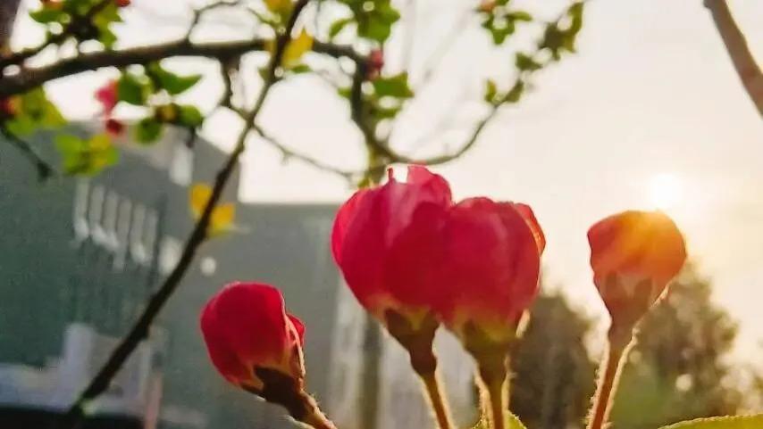 随笔：凡尘喧嚣，身心安好，就是当下最饱满的春天