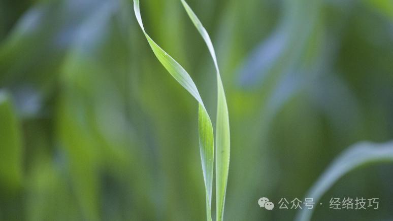 胸口总塞团棉花？可能是这里“结”住了！拍散闷气心火，呼吸都变顺了