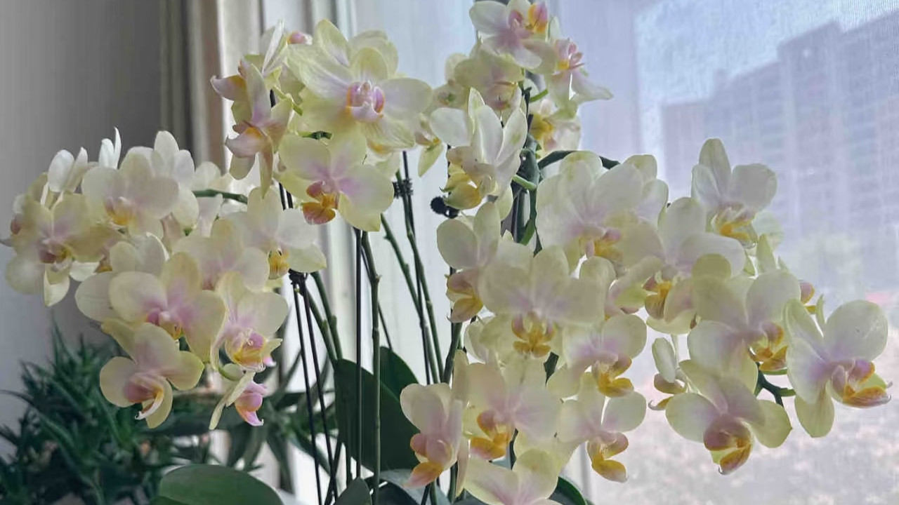 上海一小女子，蝴蝶兰花期长的“不靠谱”，1年开不停：超级劳模