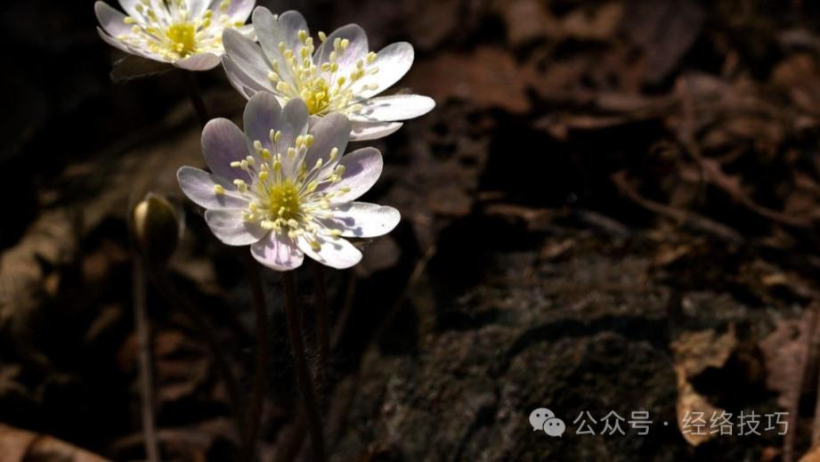 肝很喜欢的3个动作！每天5分钟，从立春做到惊蛰，一个月把肝养回来，脸上都干净了