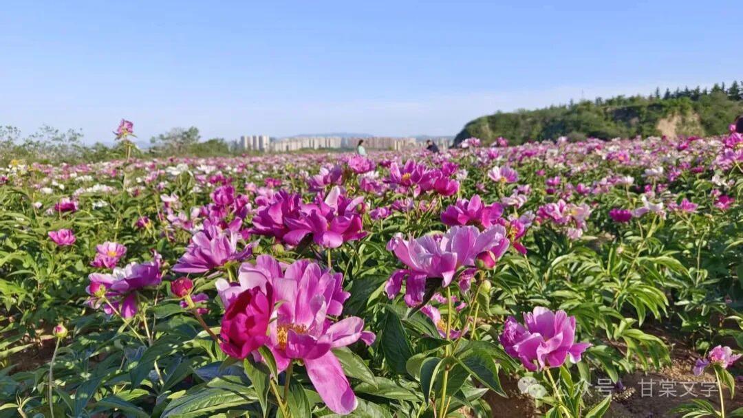 五一游平陆，揽山河盛景