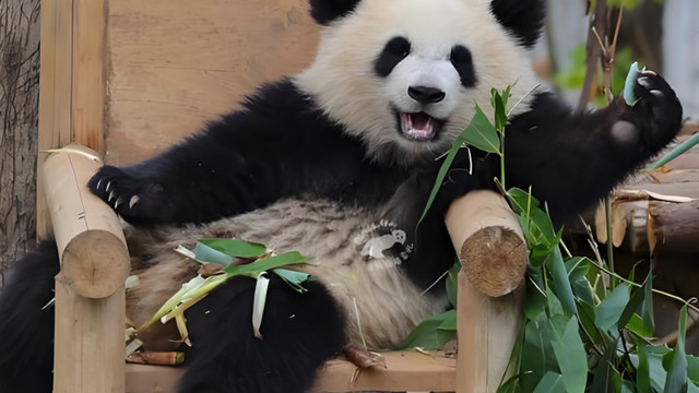 谁是大熊猫里最捣蛋的熊猫？看完这些“熊作”，笑到直不起腰！