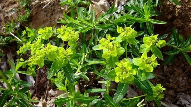 中医能否战胜胰腺癌？罗樾之教授用3个案例给出答案